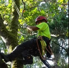 Bothell Tree Service | Removal & Arborist Pruning