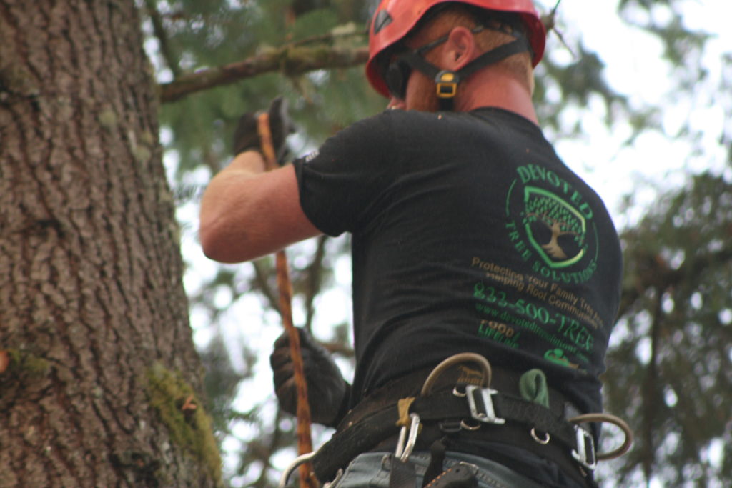Woodinville Arborists Cottage Lake & Maltby Tree Service