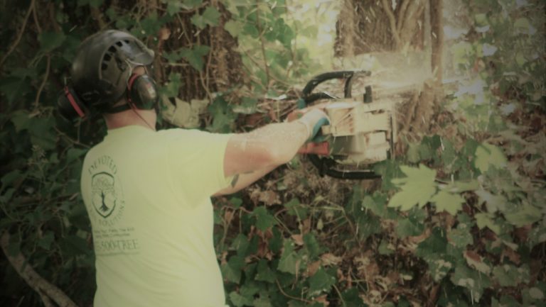 Chainsaw work reducing a dense tree crown