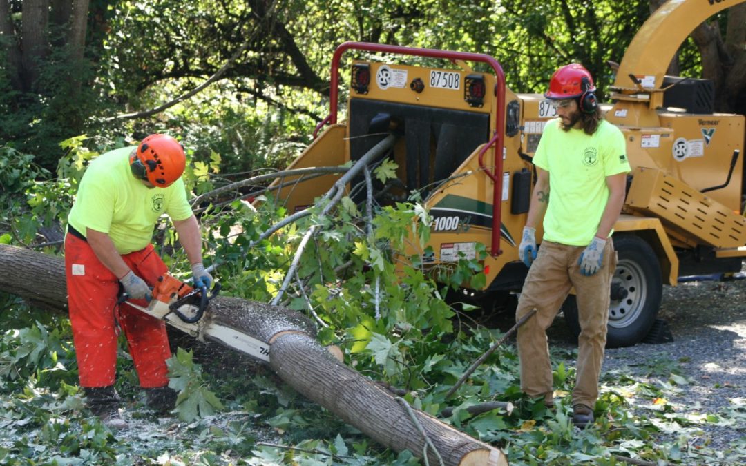 Tips to Keep Your Home Safe from Tree Damage