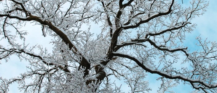Winter Tree Maintenance Tips