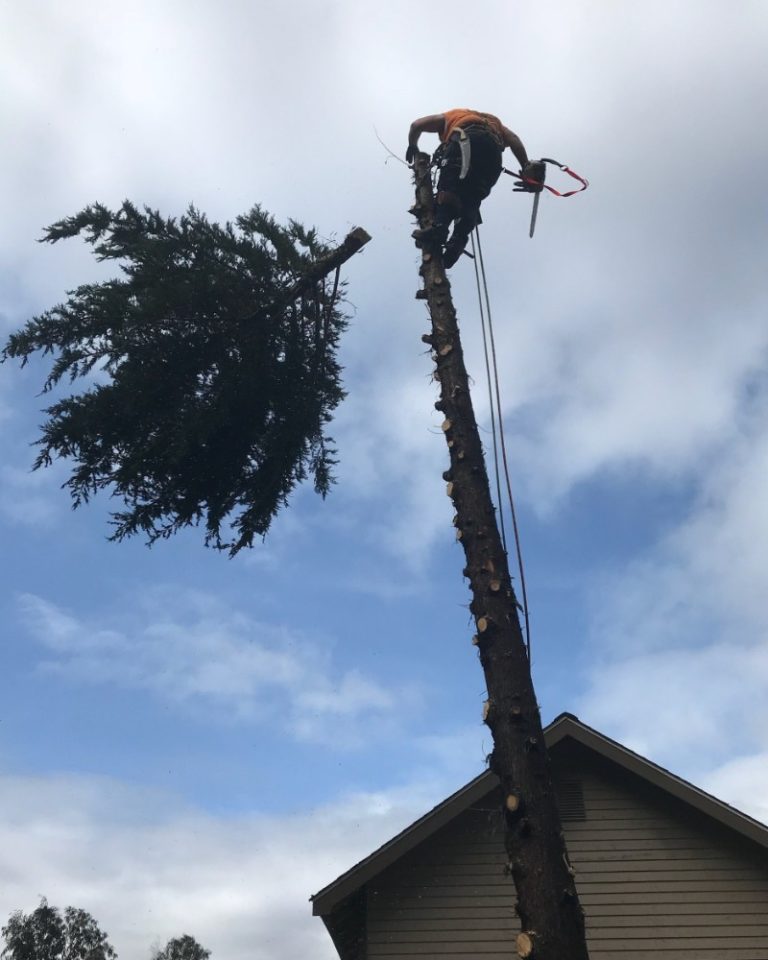 Emergency Tree Service 24 Hour Tree Removal Services