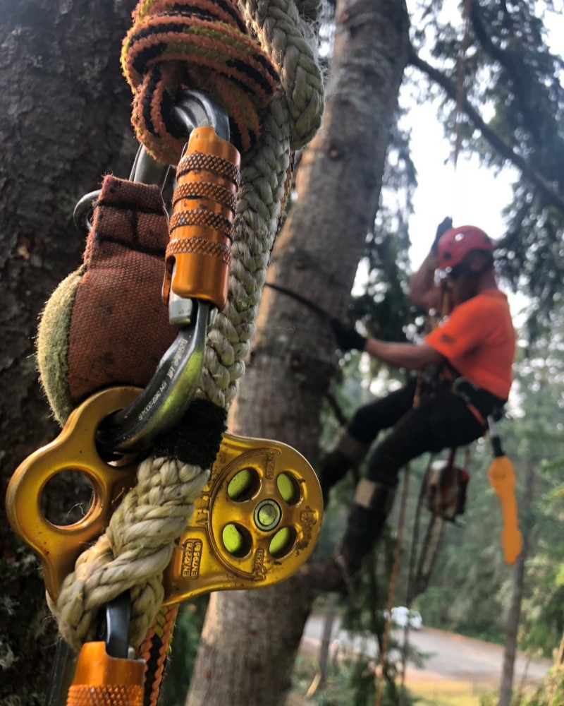 Tree Trimming in Seattle & Tacoma