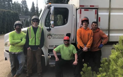7 Questions to Ask When Hiring a Tree Service Company in Washington
