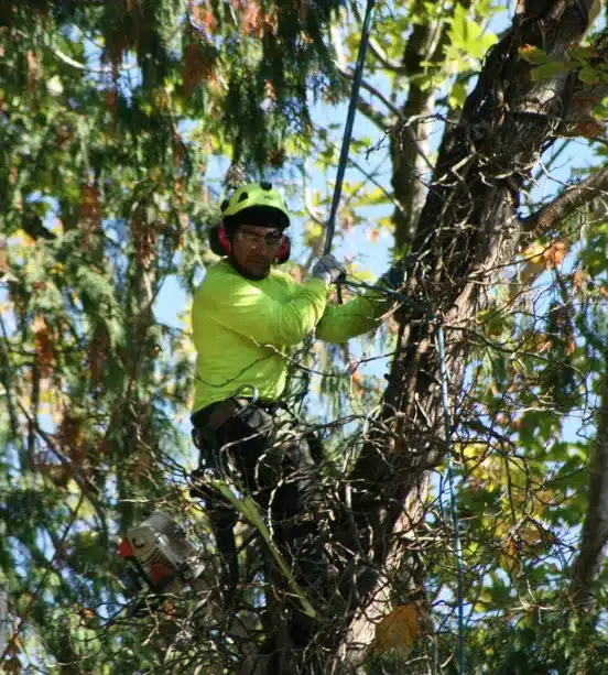 Devoted climber working in a tree canopy